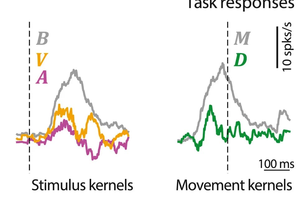 Open access visualization of Line Plot, Neurons, Neural Model, Stimulus, Movement