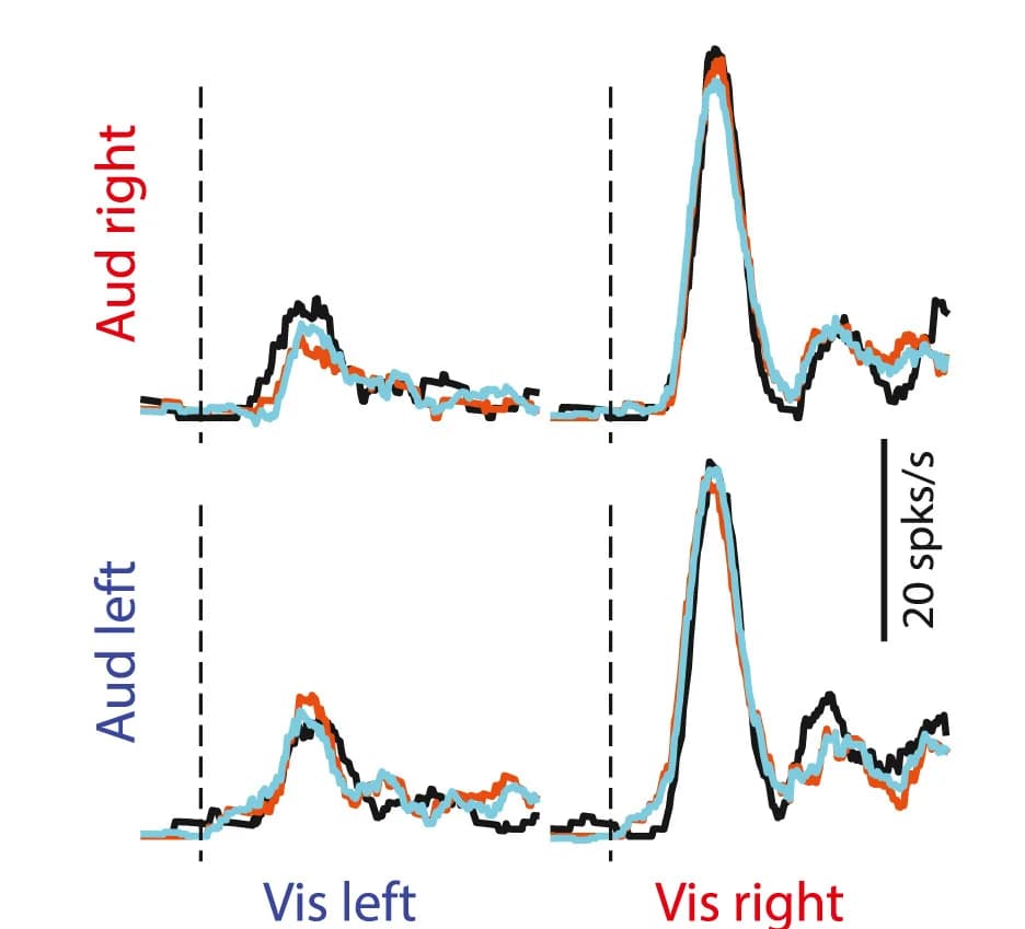 Open access visualization of Line Plot, Neural Activity, Stimulus, Sensory Kernels