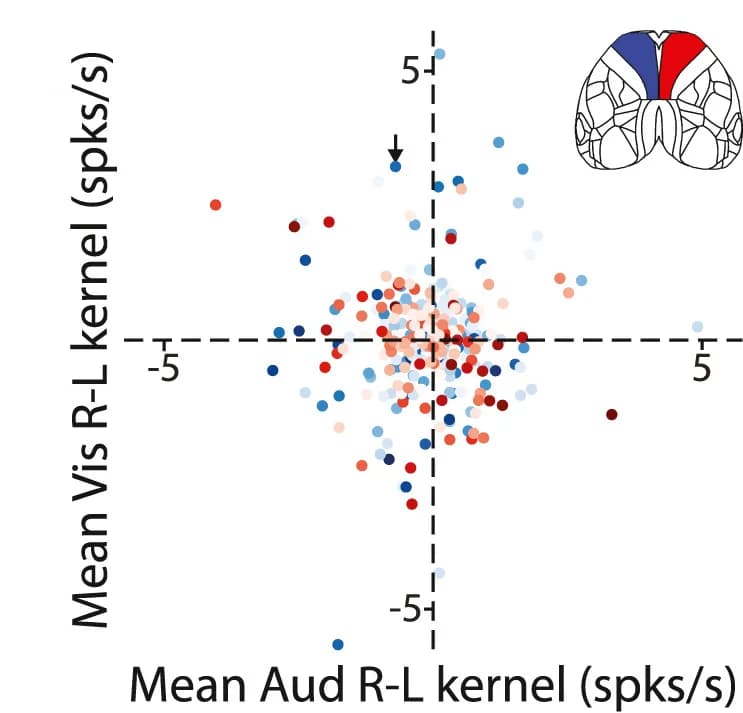 Open access visualization of Scatter Plot, Visual Stimulus, Auditory Stimulus, Sensory Kernels, Cells