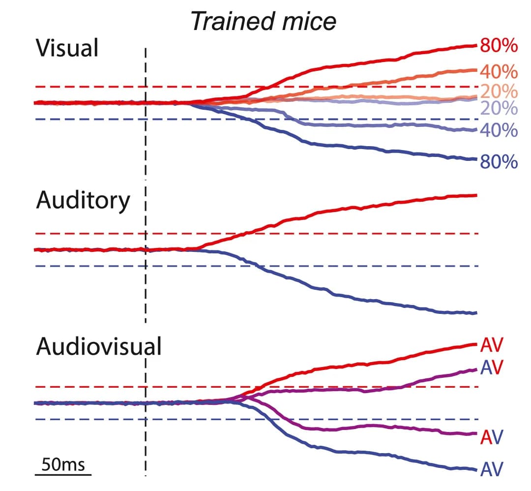 Open access visualization of Line Plot, Mean Decision Variable Trajectory, Visual Stimulus, Auditory Stimulus, Multisensory Stimulus