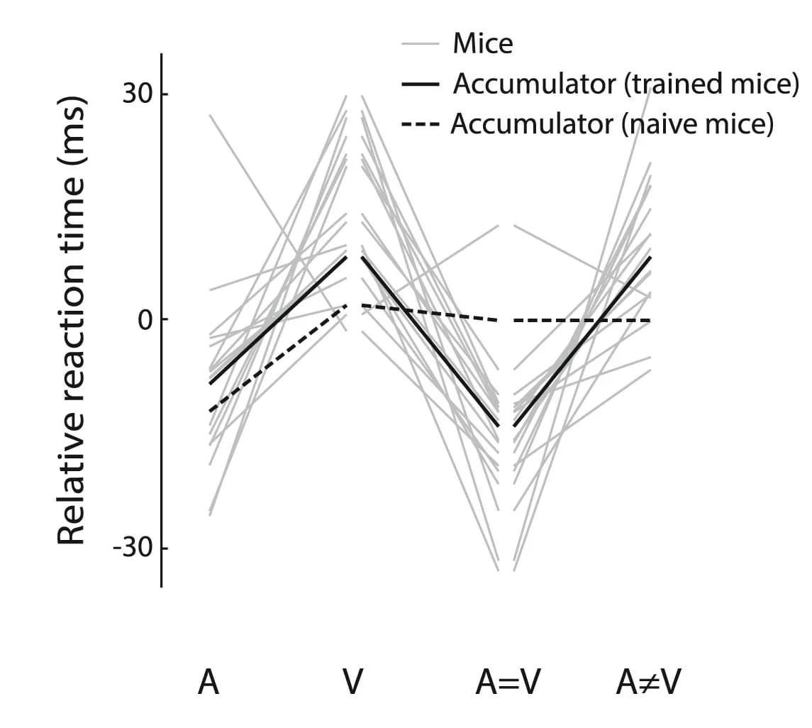 Open access visualization of Line Plot, Median Reaction Times, Stimulus Types, Mouse Behavior, Accumulator Model