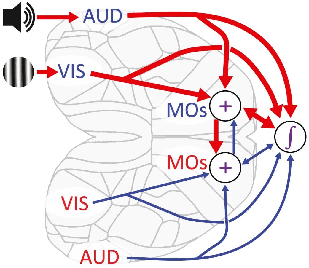Open access visualization of Workflow, Flowchart, Illustration, Visual Cortex, Auditory Cortex