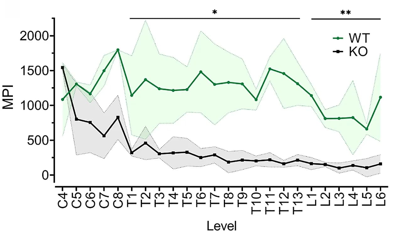Open access visualization of Line Plot, Error Bars, Mean Pixel Intensity, FM 1-43 Labeling, Dorsal Root Ganglia