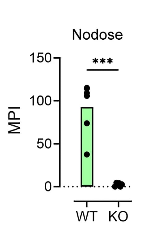 Open access visualization of Bar Plot, Scatter Plot, Mean Pixel Intensity, FM 1-43 Labeling, Nodose Ganglia