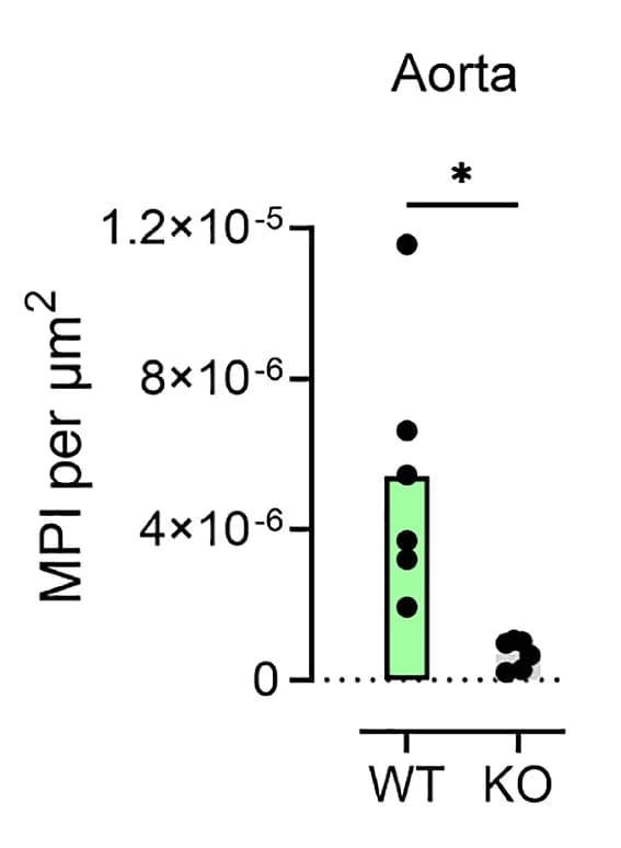 Open access visualization of Bar Plot, Scatter Plot, Mean Pixel Intensity, FM 1-43, Aortic Arch