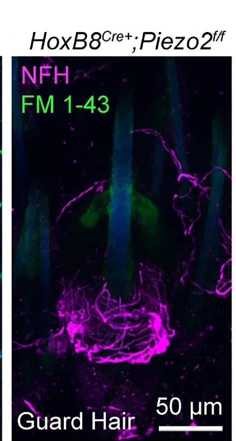 Open access visualization of Microscopy, Z-Stack, FM 1-43 Labeling, Whole-Mount Skin, HoxB8Cre+;Piezo2f/fKO Mouse