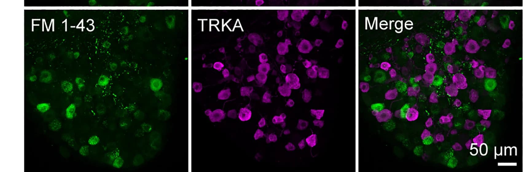 Open access visualization of Microscopy, DRG Sections, Wild-type Mice, Immunostaining, FM 1-43