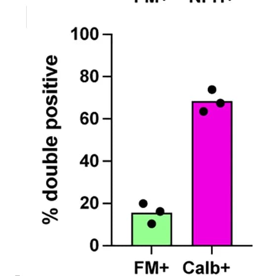 Open access visualization of Bar Plot, Scatter Plot, Double Positive Cells, FM 1-43, Cell Marker