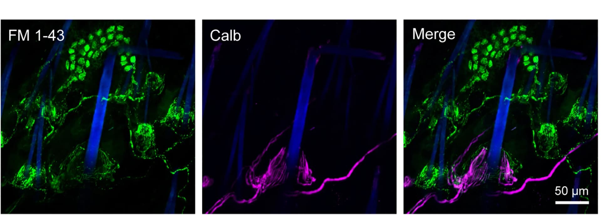 Open access visualization of Microscopy, Guard Hairs, Skin, Mice, FM 1-43