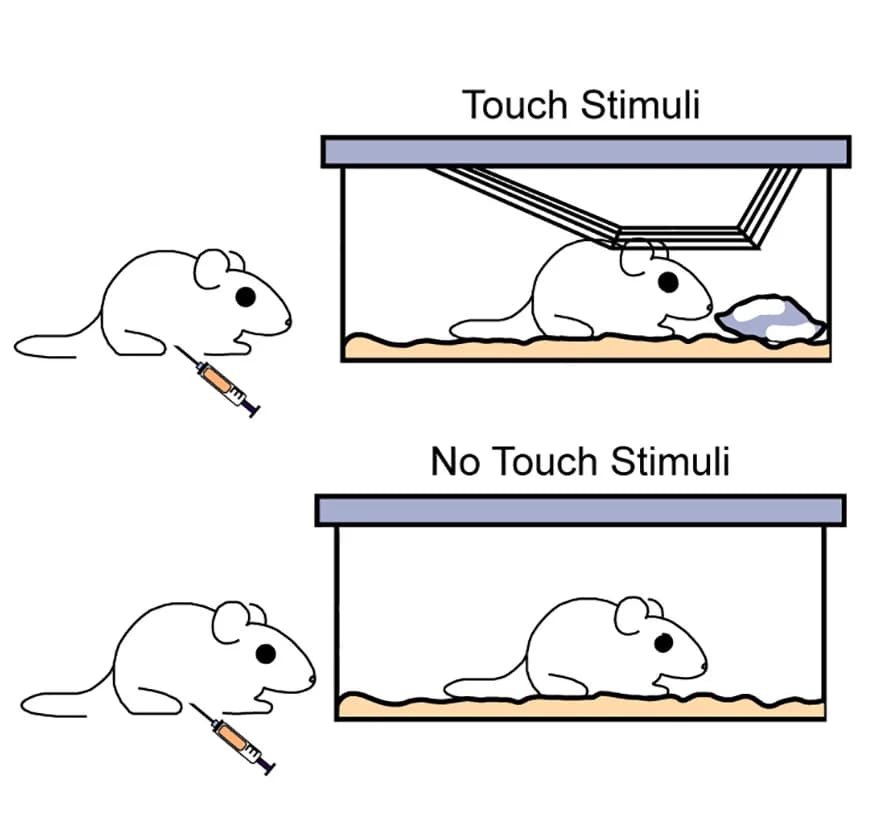 Open access visualization of Illustration, Mouse Cage, Touch Stimuli, Schematic Diagram