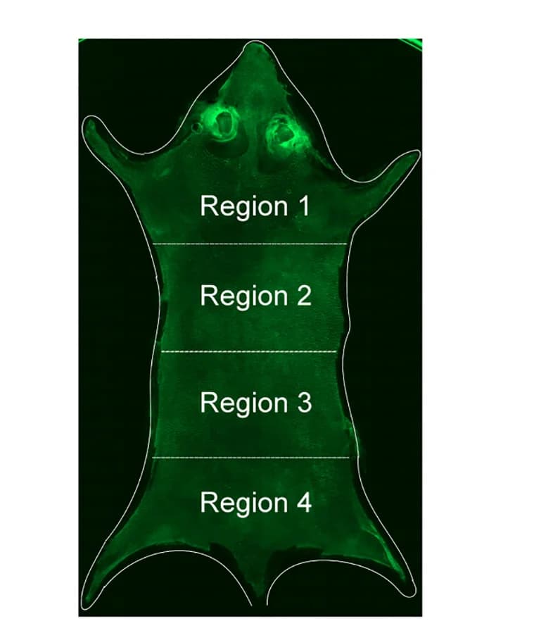 Open access visualization of Microscopy, Dorsal Back Skin, Widefield Image, Autofluorescence