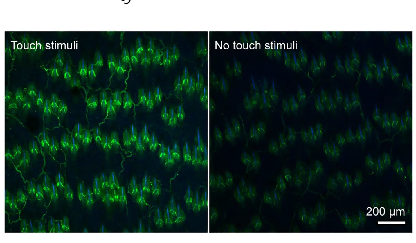 Open access visualization of Microscopy, Photo, Dorsal Skin, Touch Stimuli, Z-stack Image