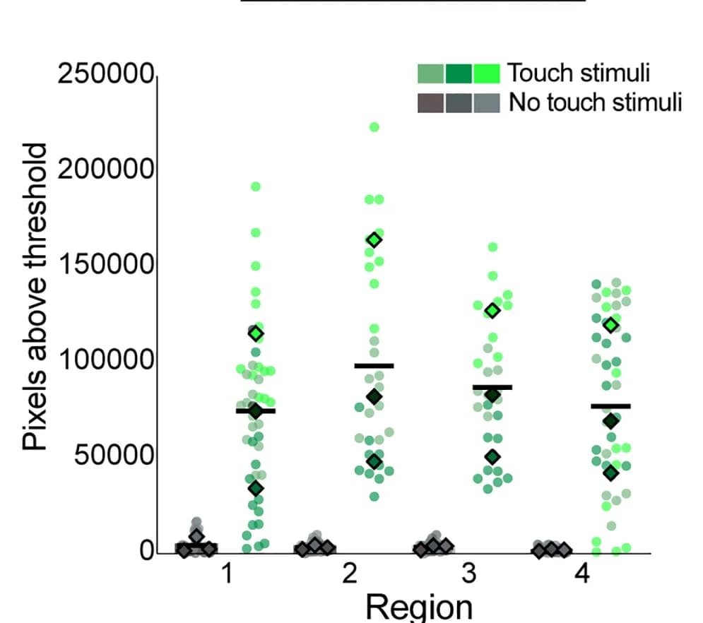 Open access visualization of Scatter Plot, Quantification, Pixel Analysis, Touch Stimuli