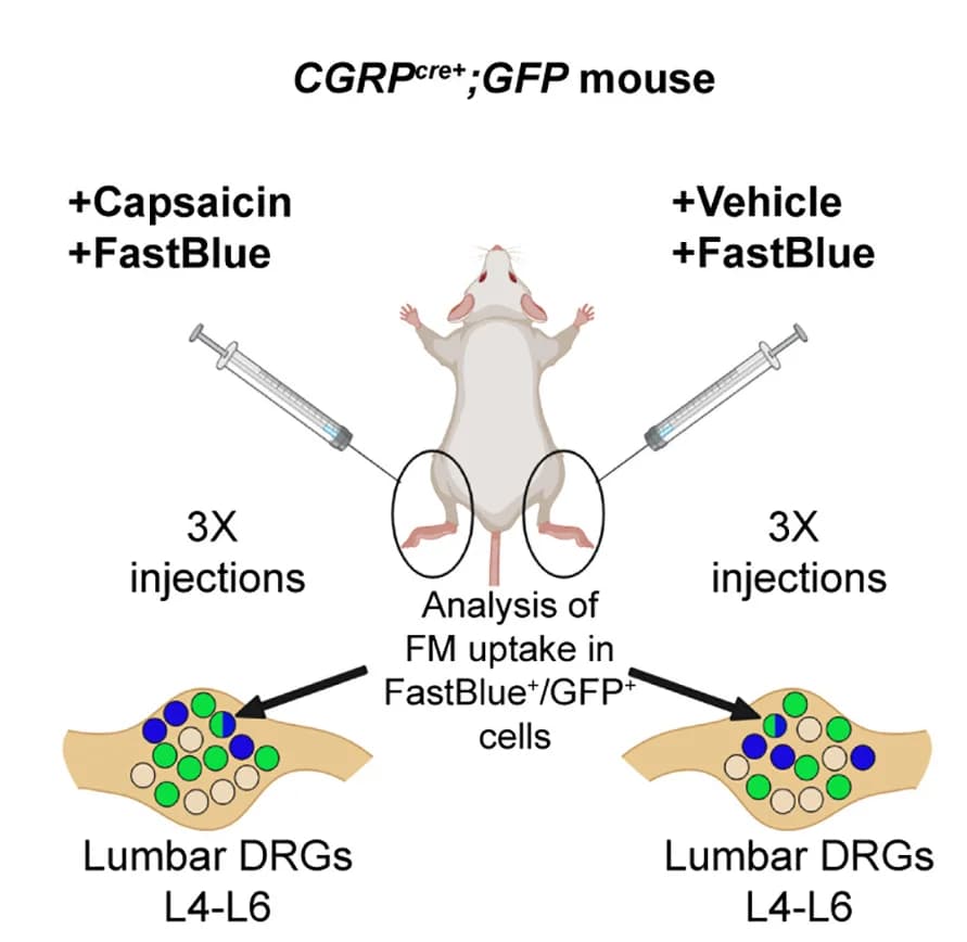 Open access visualization of Workflow, Illustration, FM Labeling, TRPV1-expressing Neurons, Schematic Diagram