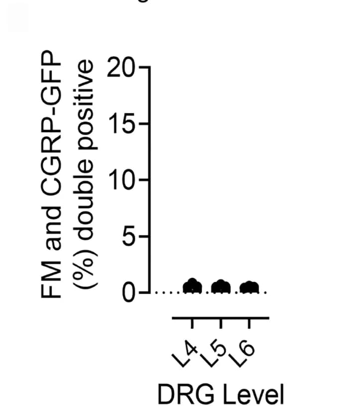 Open access visualization of Scatter Plot, FM 4-64, GFP, DRG, Quantification