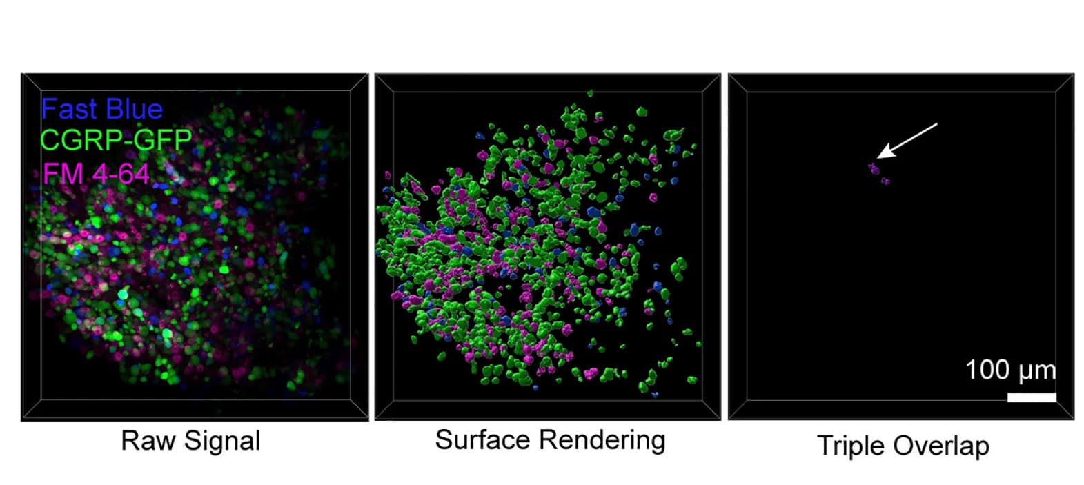 Open access visualization of Microscopy, 3D Representation, L6 DRG, FM 4-64, GFP