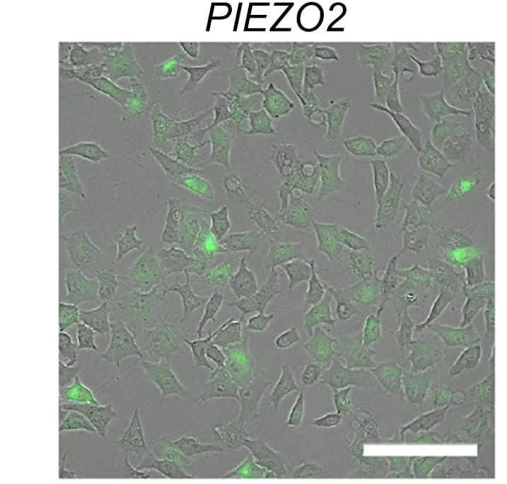 Open access visualization of Microscopy, HEK P1KO Cells, PIEZO2, No Stimulus, Images