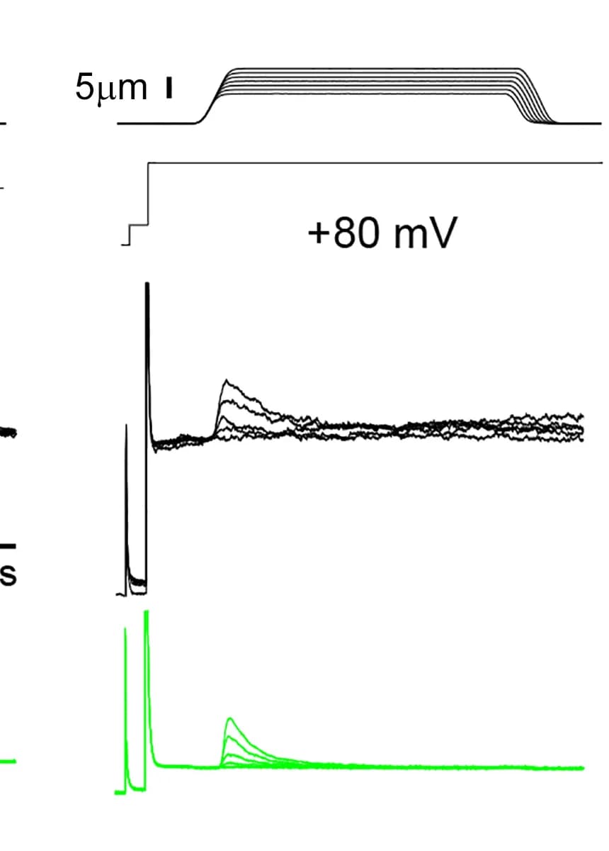 Open access visualization of Line Plot, Line Step, Mechanically Activated Currents, Whole-cell Currents, Control Conditions
