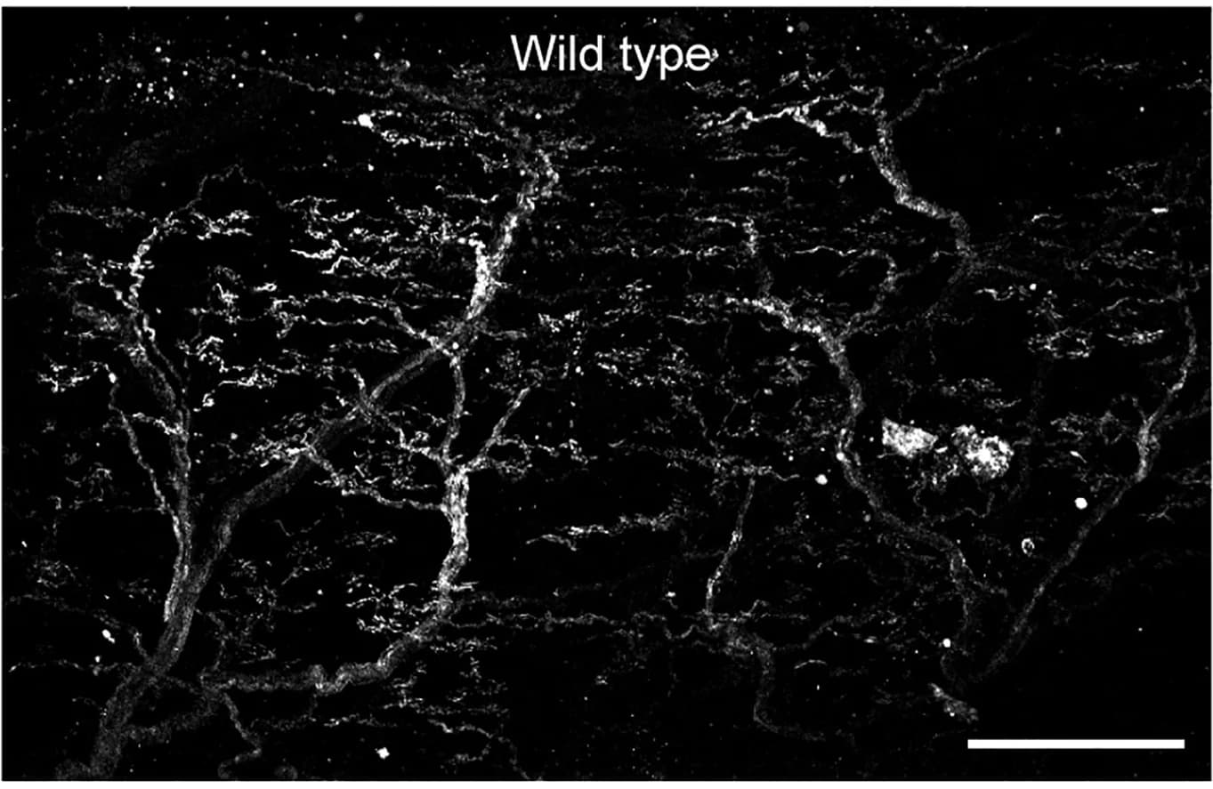 Open access visualization of Microscopy, FM 1-43 Labeling, Neurons, Wild-Type, Pelvic Urethra