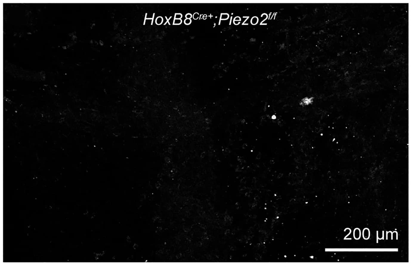 Open access visualization of Microscopy, Merged Image, Channels, Overlap