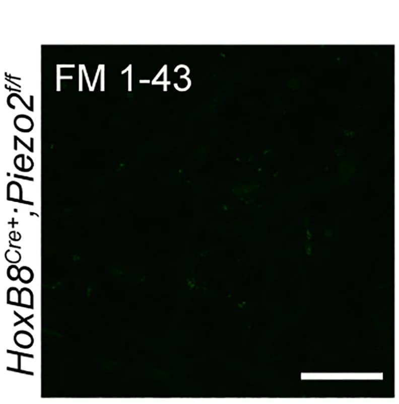 Open access visualization of Microscopy, FM 1-43 labeling, Immunostaining, Urethral ending, HoxB8Cre+;Piezo2f/fKO animal