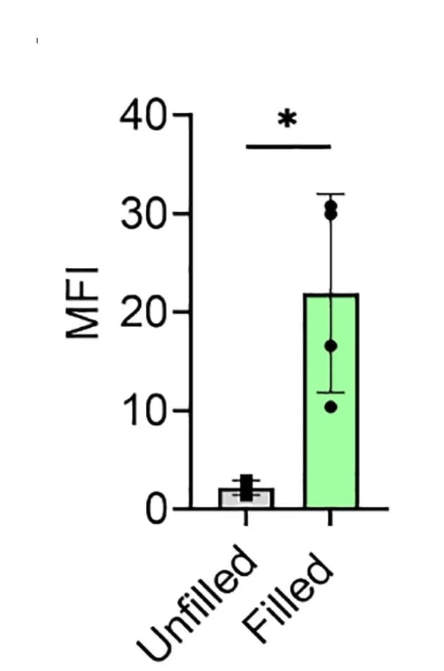 Open access visualization of Bar Plot, Error Bars, FM 1-43 labeling, Brightness, MPI