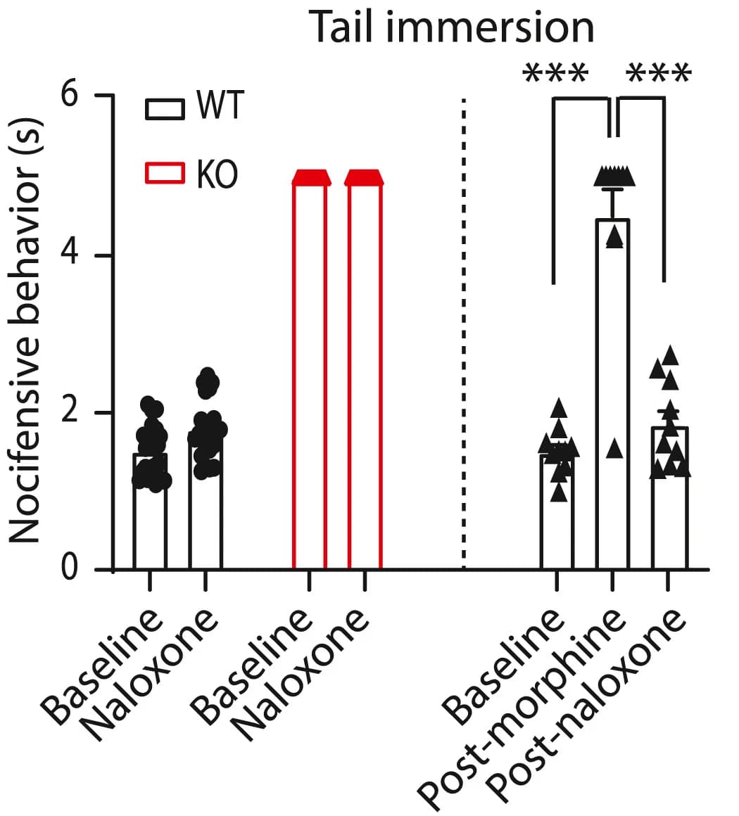 Open access visualization of Bar Plot, Error Bars, Scatter Plot, Tail immersion, Nav1.7 KO Mice