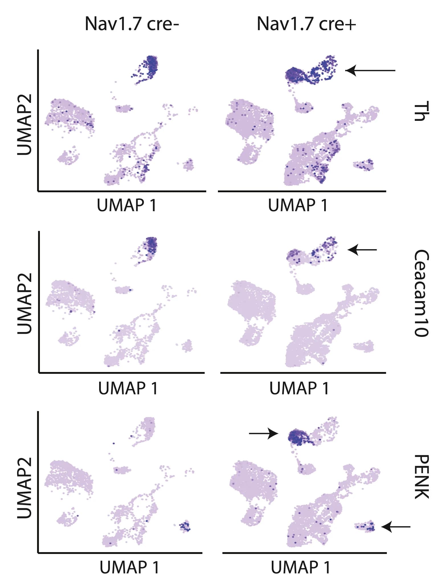 Open access visualization of UMAP, WT, Nav1.7 KO, Tyrosine Hydroxylase, Ceacam10