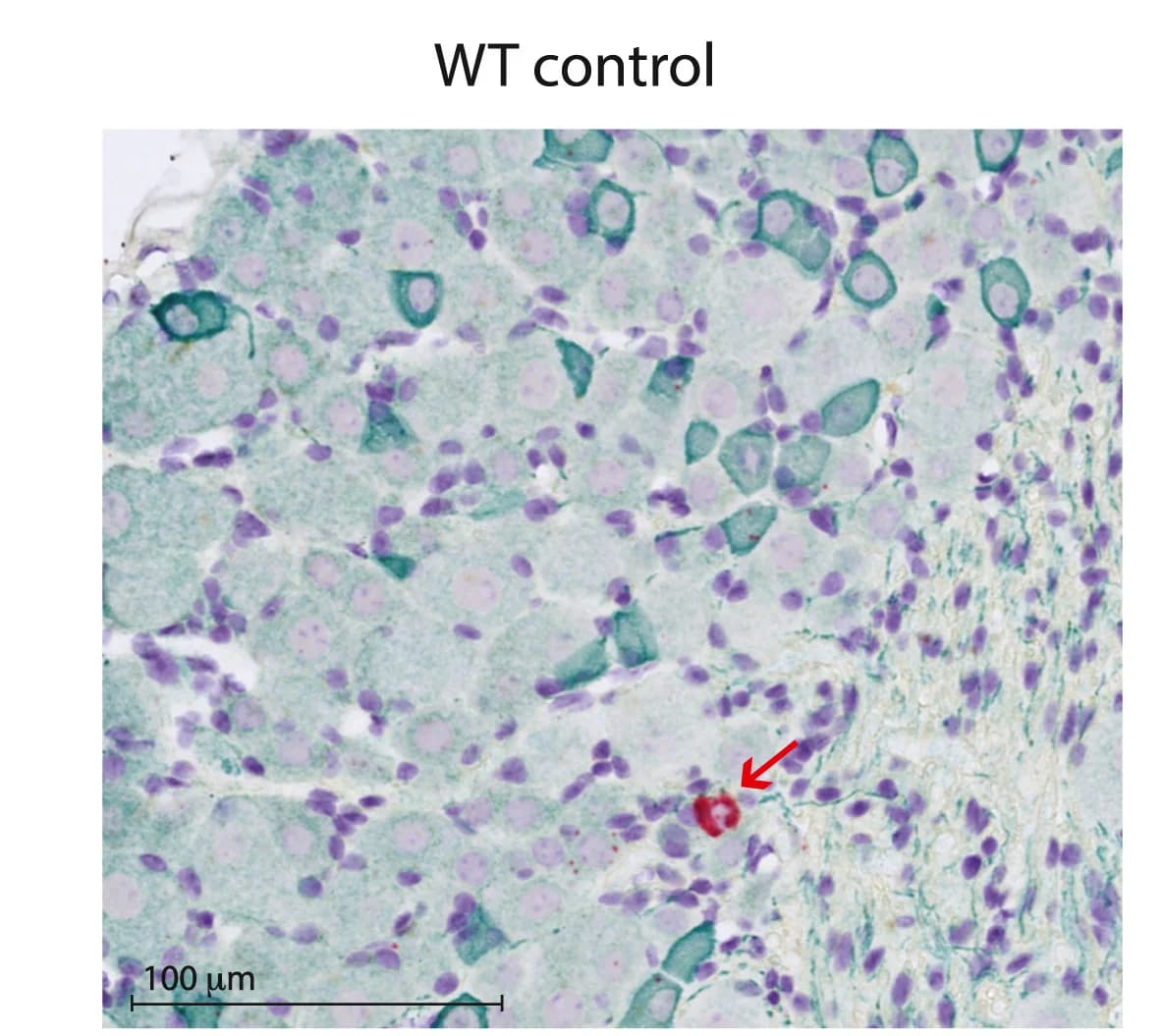 Open access visualization of Microscopy, ISH, WT DRG, Penkin, DRG Neurons