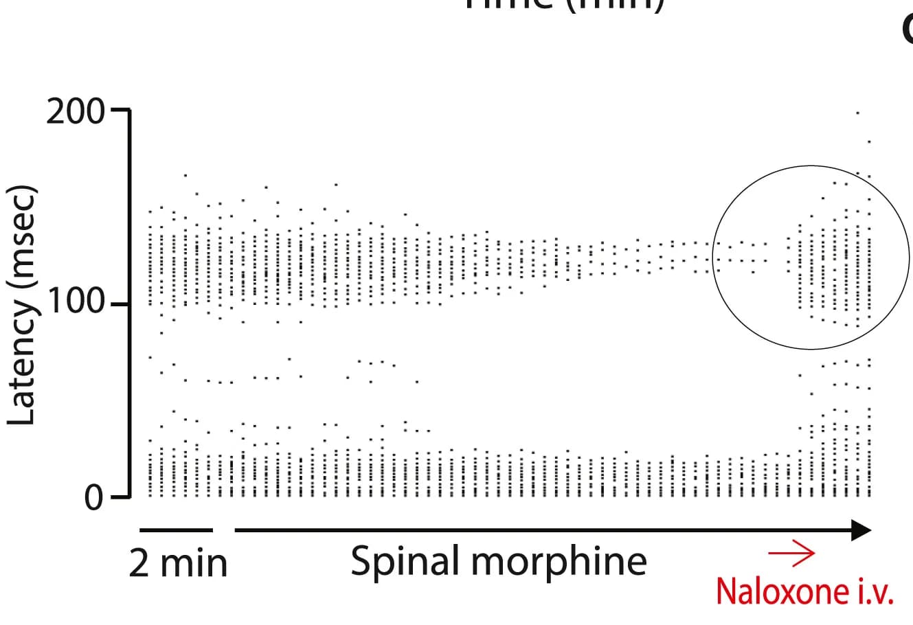 Open access visualization of Scatter Plot, WDR Recording, Spinal Application, Morphine, C-fiber