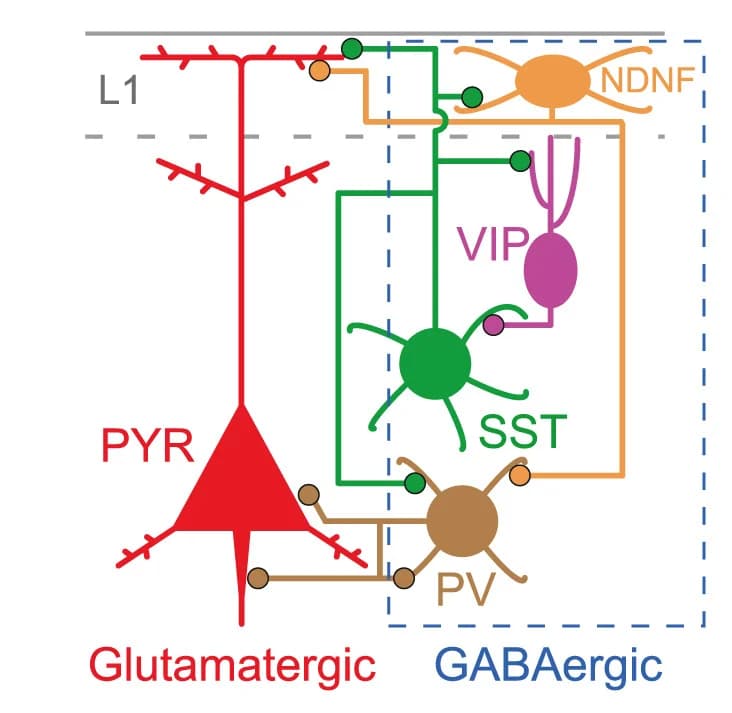 Open access visualization of Illustration, Workflow, Pathway, Mouse Visual Cortex, Inhibitory Circuitry