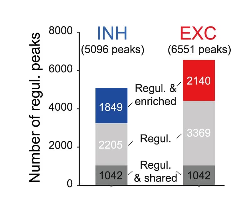 Open access visualization of Stacked Bar Plot, H3K27Ac ChIP-seq Peaks, Activity-Regulated, GABAergic Neurons, Glutamatergic Neurons