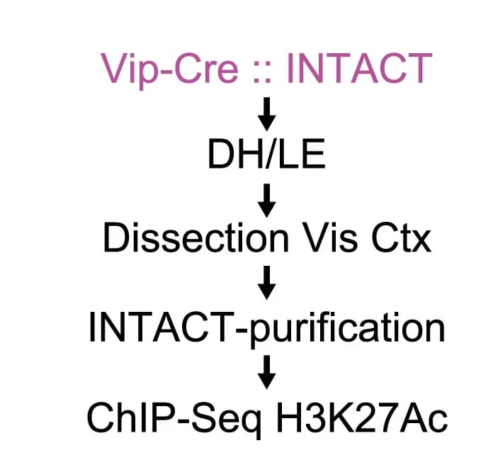 Open access visualization of Workflow, Flowchart, Sensory-Regulated Genomic Sites, VIP Interneurons, Adult Visual Cortex