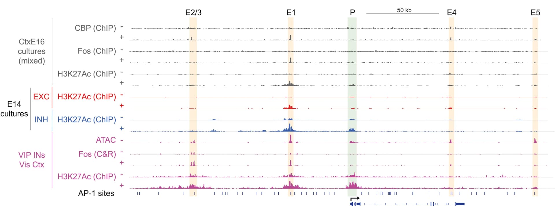 Open access visualization of Line Plot, Bar Plot, Genome Browser Tracks, Igf1 Locus, Cortical Cultures