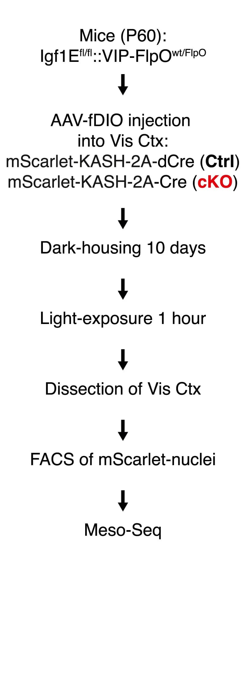 Open access visualization of Workflow, Flowchart, Experimental Strategy, Igf1, VIP INs