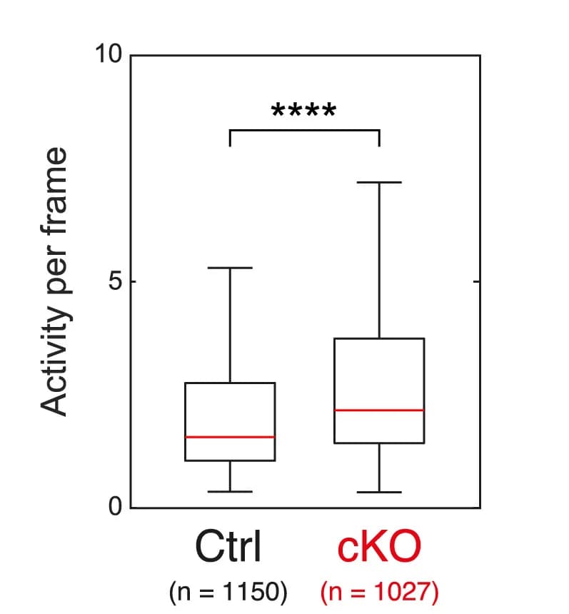 Open access visualization of Box Plot, Spontaneous Activity, L2/3 PYR Neurons, Control, cKO