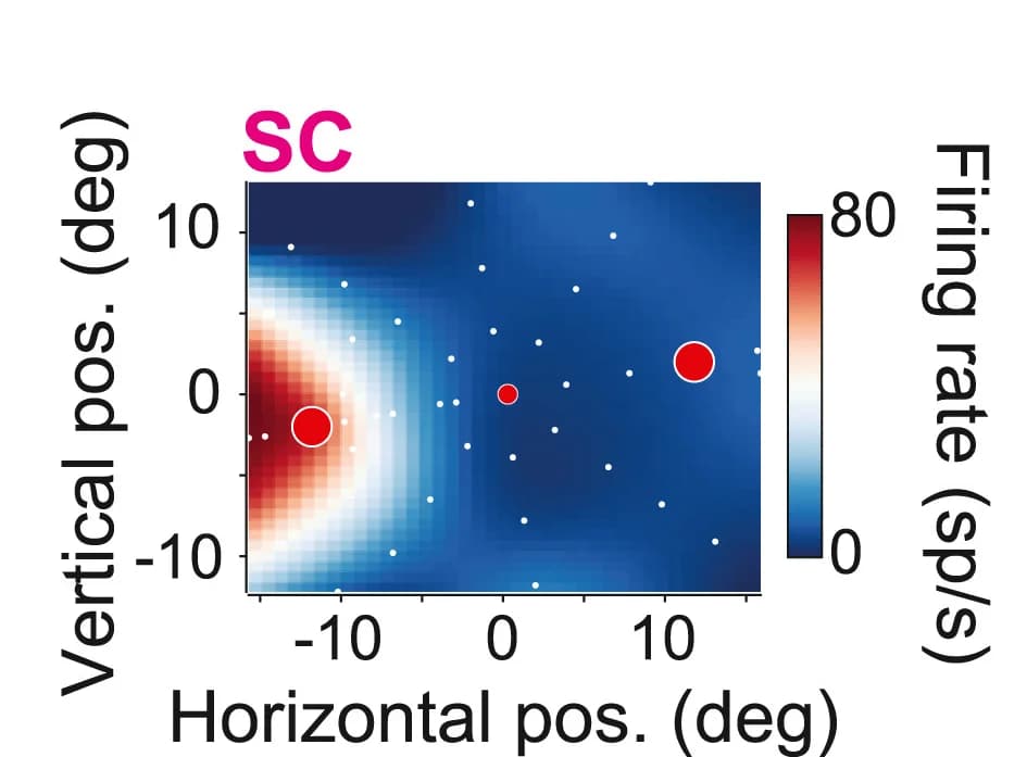 Open access visualization of Heatmap, Scatter Plot, Bubble Plot, Receptive field, Superior colliculus Neuron