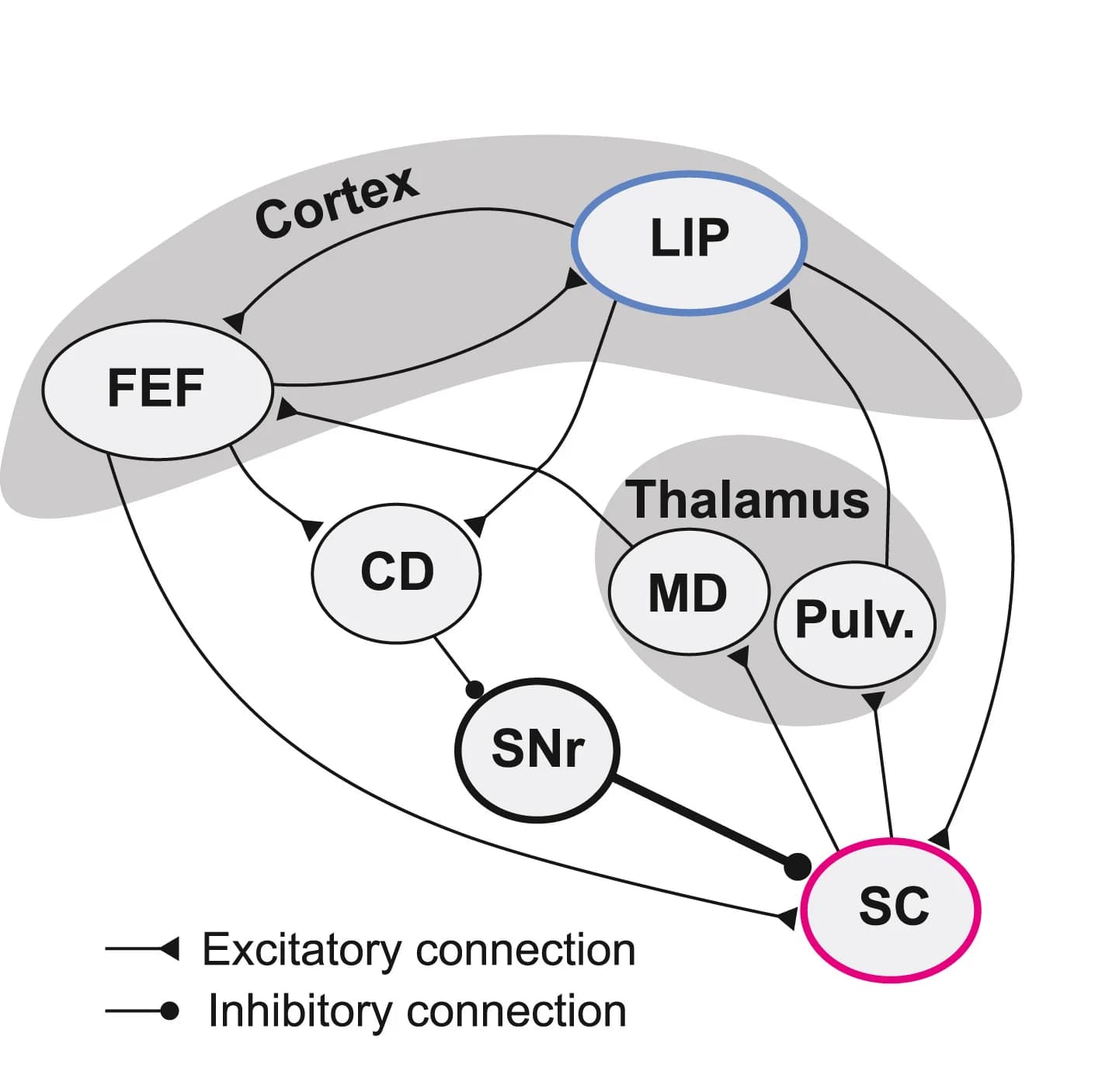 Open access visualization of Network, Pathway, Macrocircuit, Superior Colliculus, Lateral Intraparietal Area