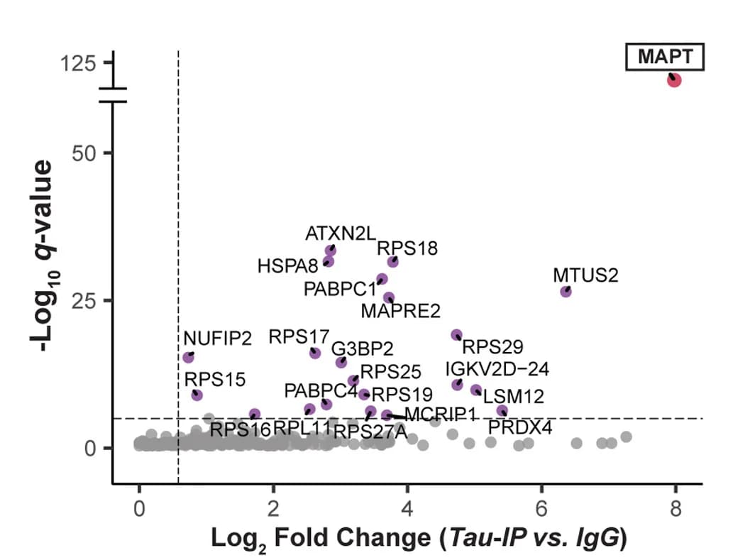 Open access visualization of Volcano Plot, Scatter Plot, Tau-interacting proteins, Mass Spectrometry, IgG control