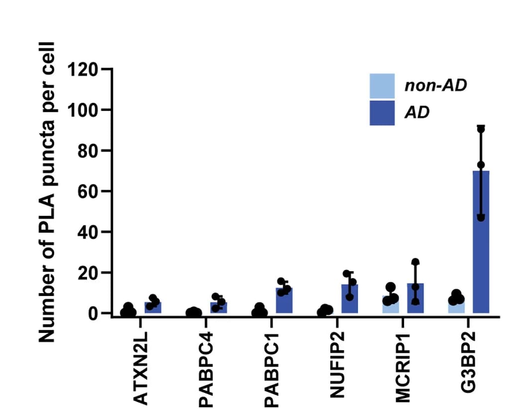 Open access visualization of Bar Plot, Error Bars, Clustered, PLA puncta, Temporal cortex