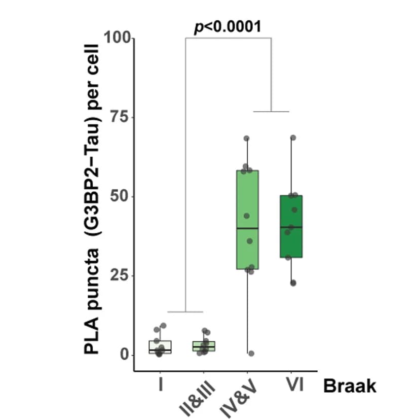 Open access visualization of Box Plot, Scatter Plot, PLA Puncta, G3BP2-Tau Interactions, Braak Stage
