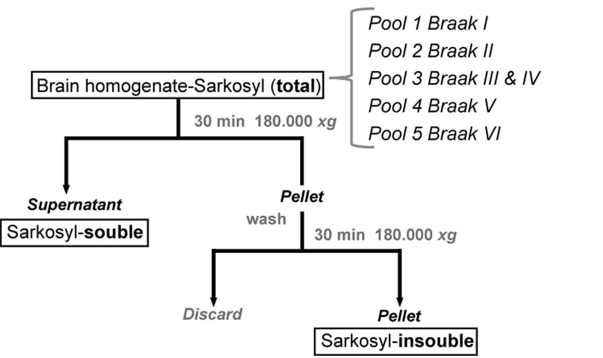 Open access visualization of Workflow, Flowchart, Sarkosyl Fractionation, Brain Homogenates