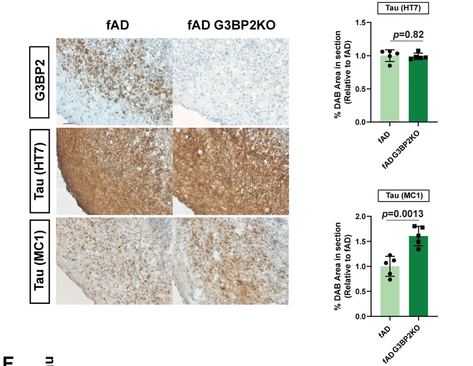 Open access visualization of Bar Plot, Microscopy, Immunohistochemical Staining, Quantification, Tau HT7