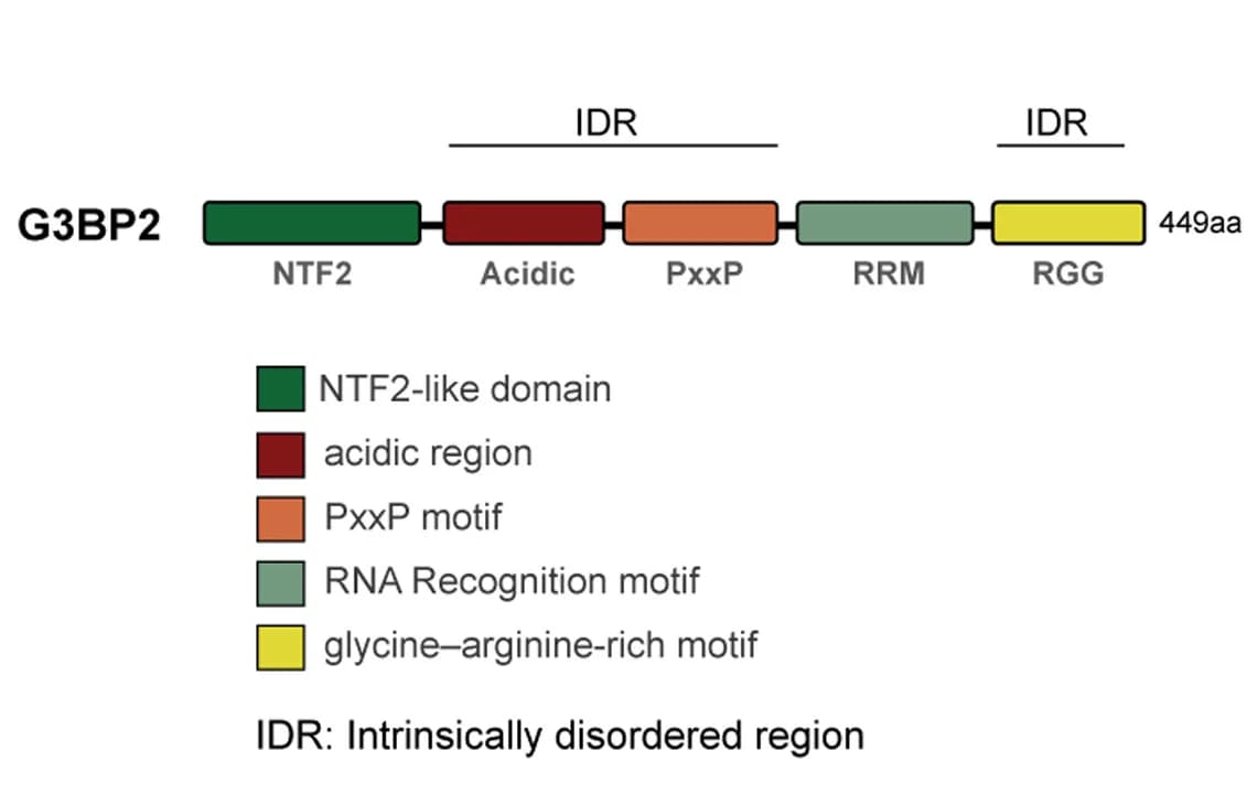 Open access visualization of Illustration, Amino Acid Sequence, G3BP2