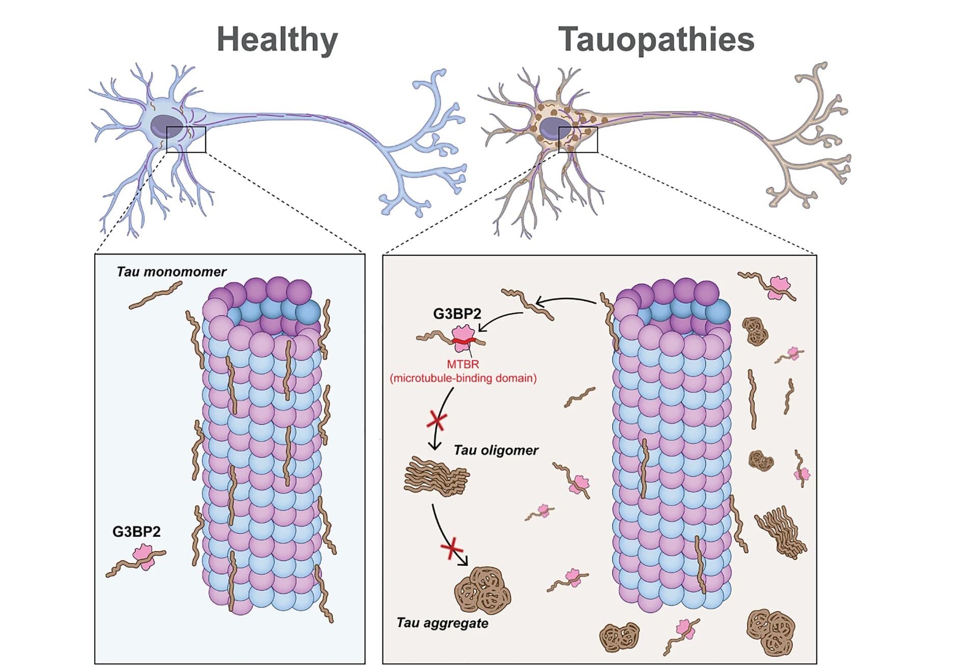 Open access visualization of Illustration, G3BP2-Tau Interaction, Tau Aggregation, Alpha-tubulins, Beta-tubulins
