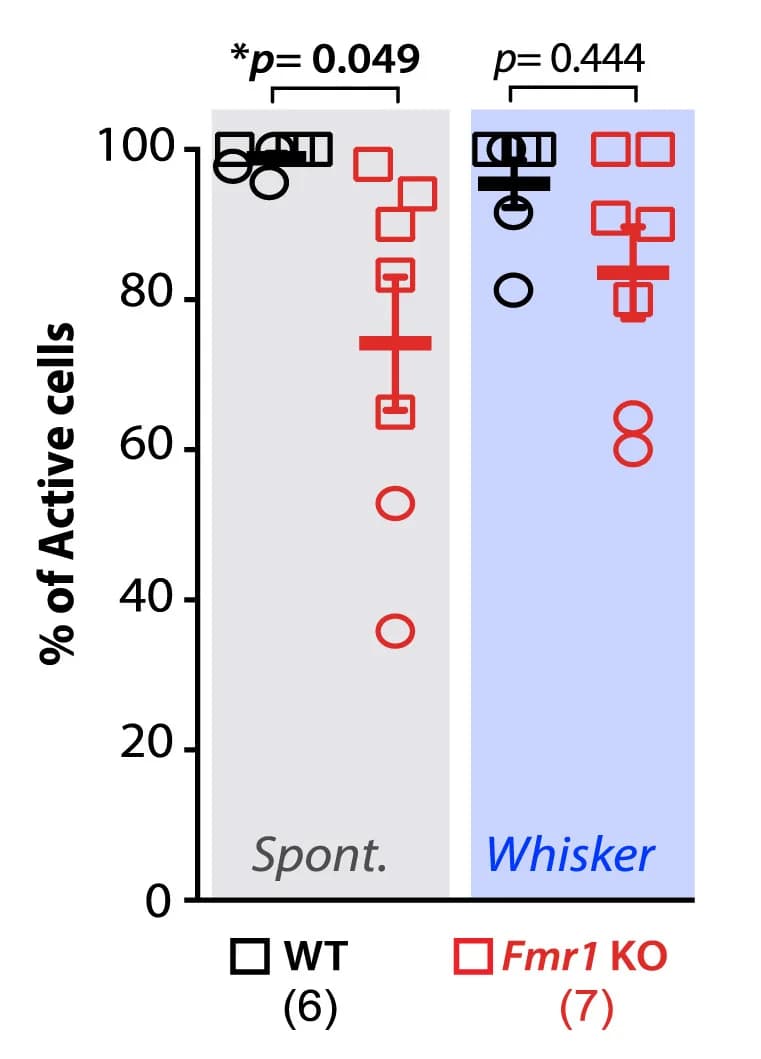 Open access visualization of Scatter Plot, Error Bars, PV-INs, WT Mice, Fmr1KO Mice