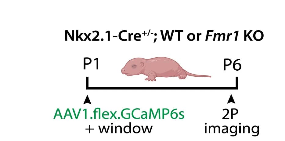 Open access visualization of Illustration, Workflow, Experimental Design, In Vivo Recordings