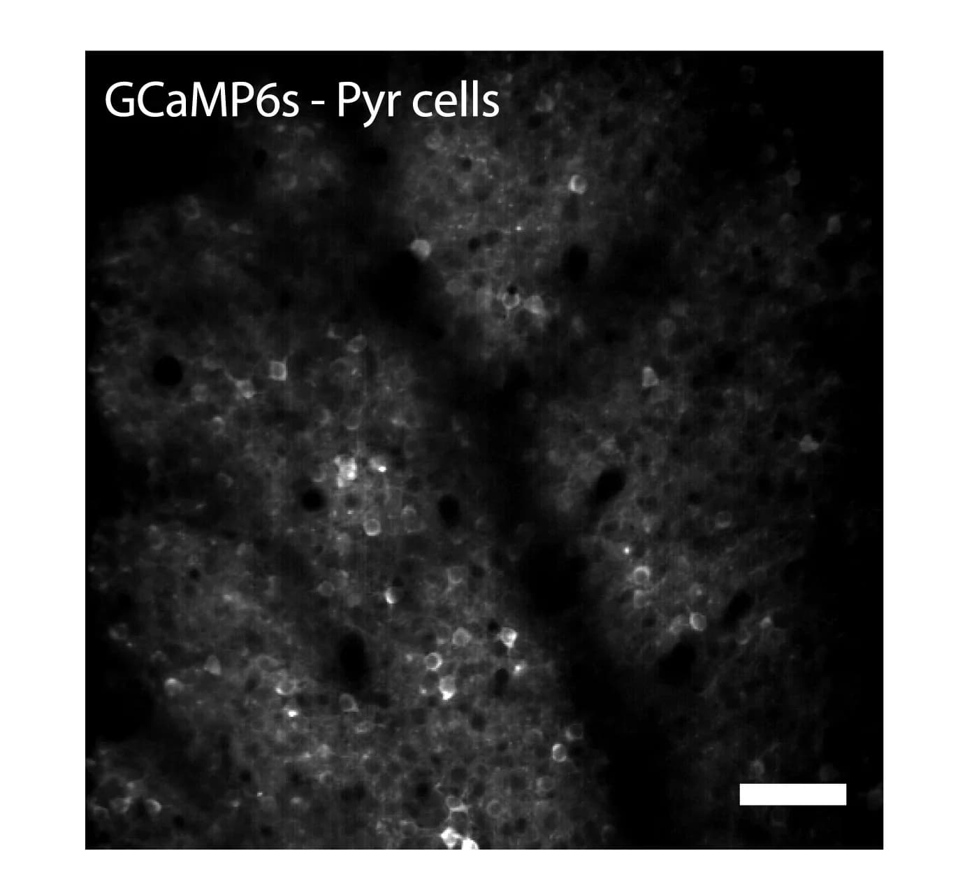Open access visualization of Microscopy, Pyr Cells, GCaMP6s, Nkx2.1-Cre;SST-FlpO Mice