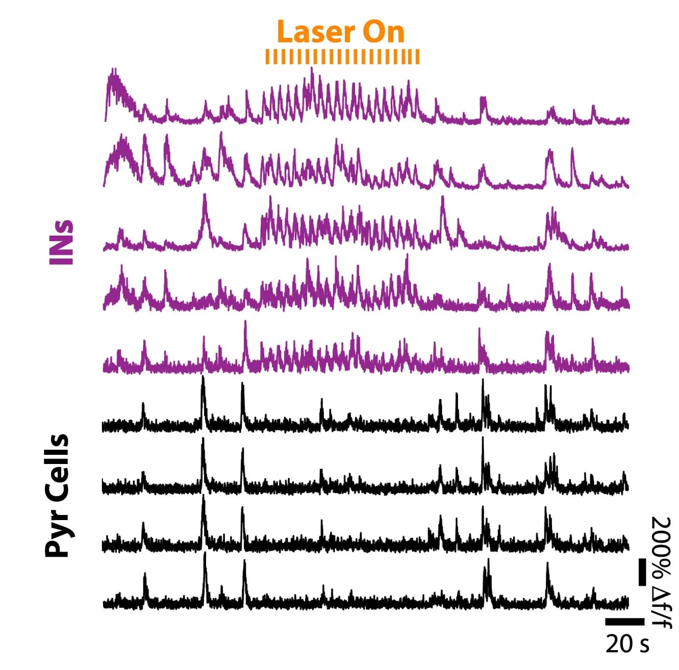 Open access visualization of Line Plot, Calcium Traces, Nkx2.1+/Sst--INs, Pyr Cells