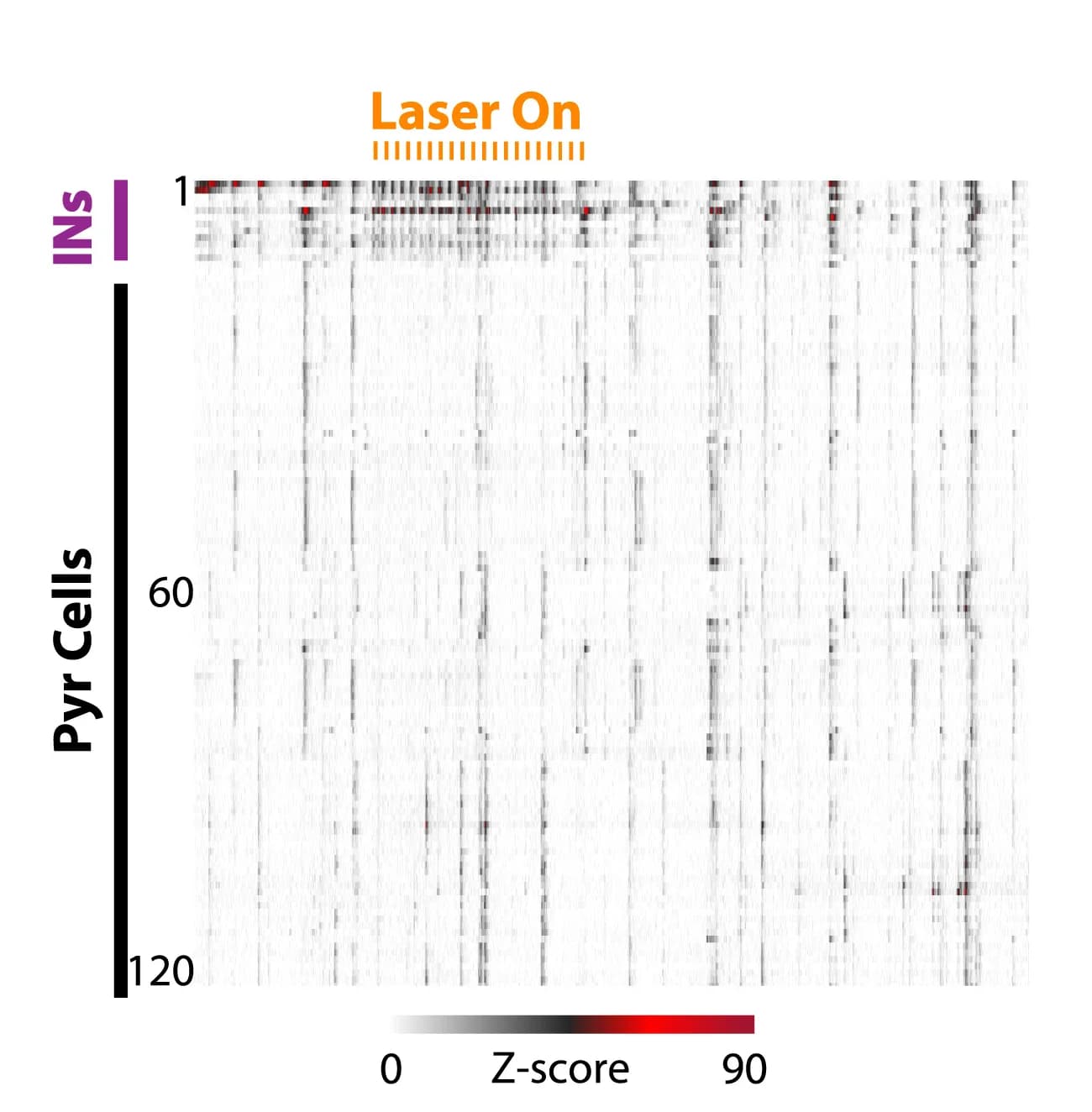 Open access visualization of Heatmap, Raster Plot, Neuronal Activity, WT Mouse
